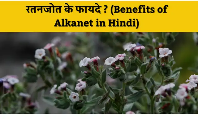 Ratanjot: रतनजोत क्या है जानिए इसे कैसे इस्तेमाल करते है क्या है इसके फायदे और नुकसान? | What is Ratanjot know its uses, health benefits and side effects in Hindi