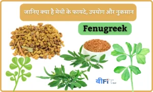 Fenugreek in Hindi: जानिए क्या है मेथी के फायदे, उपयोग और नुकसान| Know about Fenugreek Benefits Uses and Side Effects in Hindi