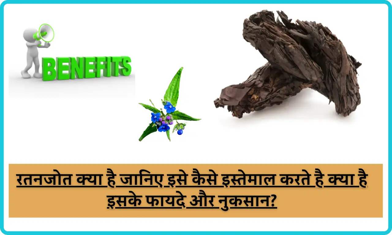 Ratanjot: रतनजोत क्या है जानिए इसे कैसे इस्तेमाल करते है क्या है इसके फायदे और नुकसान? | What is Ratanjot know its uses, health benefits and side effects in Hindi
